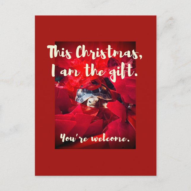 Grumpy Niedlich Baby Sulcata Tortoise Weihnachtsge Postkarte (Vorderseite)