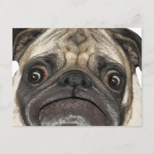 Grumpy Puggy Geschenke Postkarte