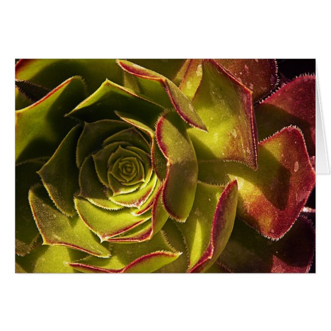 Grün (Vorderseite (Horizontal))