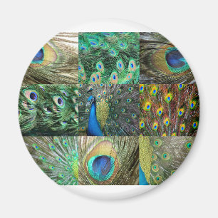 Grün-blaue Pfau-Fotocollage Magnet