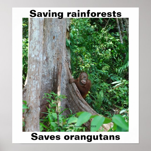Grün für Regenwälder und Orangutane Poster (Vorne)