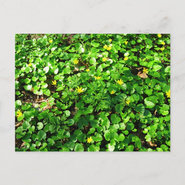 grün ist schön postkarte (Vorderseite)