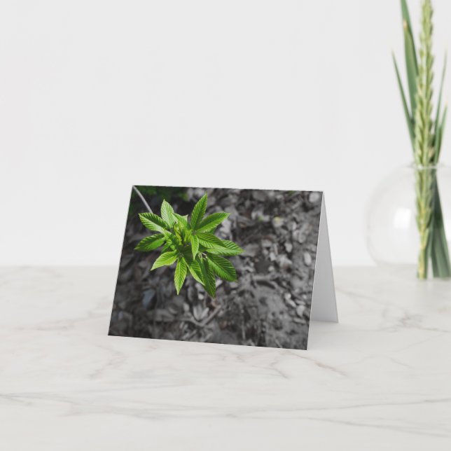 Grün Karte (Vorderseite)