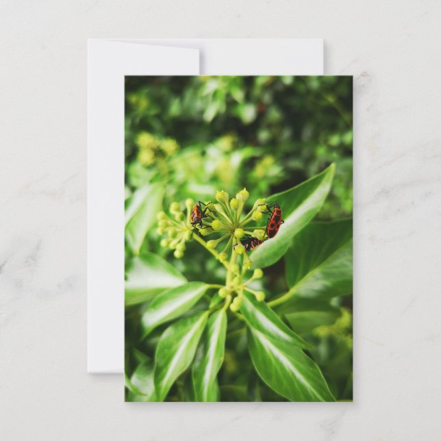 grün karte (Vorderseite)