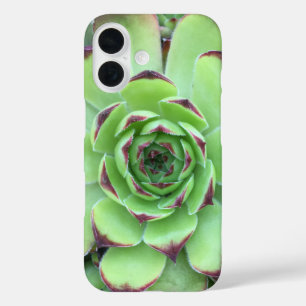 Grün mit Lila Tipps Sukkulentes Nah-Up-Foto iPhone 16 Hülle
