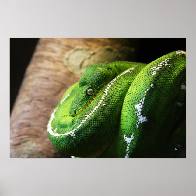 Grün Poster (Vorne)