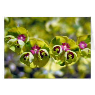 Grün und Blüte 105