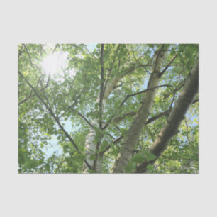 Grünbirne auf Baum gegen blauen Himmel Seidenpapier