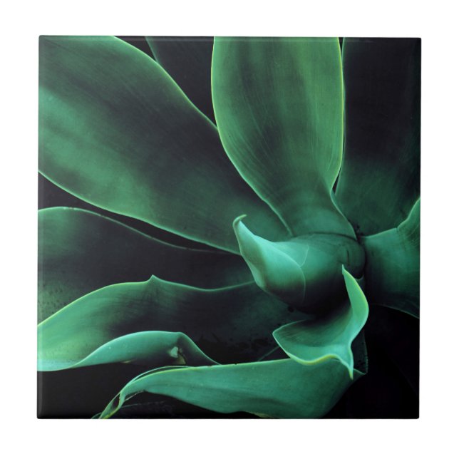 Grüne Agave Attenuata Fliese (Vorderseite)