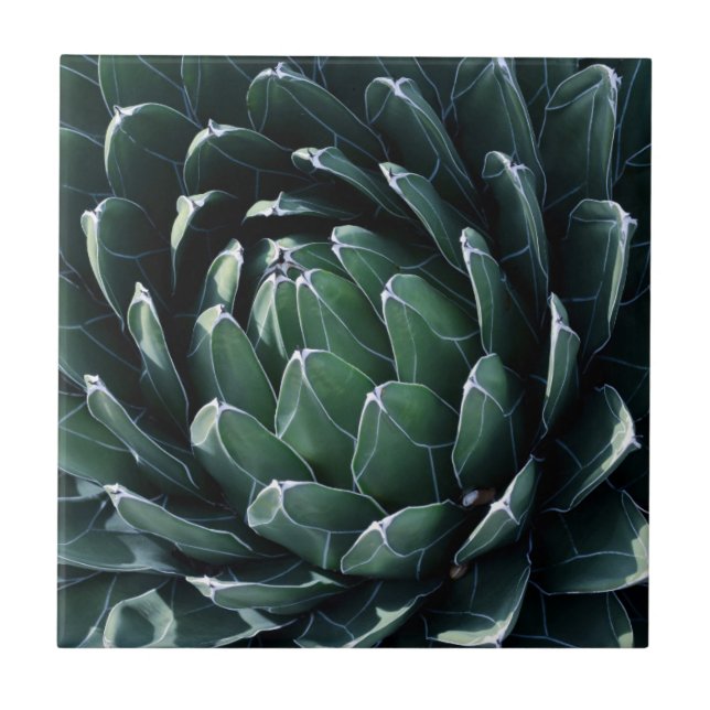 Grüne Agave Fliese (Vorderseite)