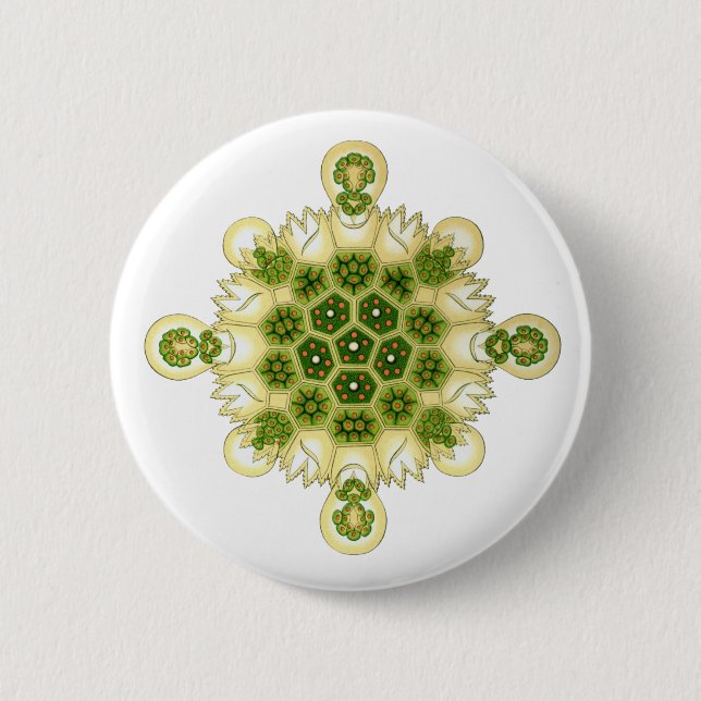 Grüne Algen Button (Vorderseite)