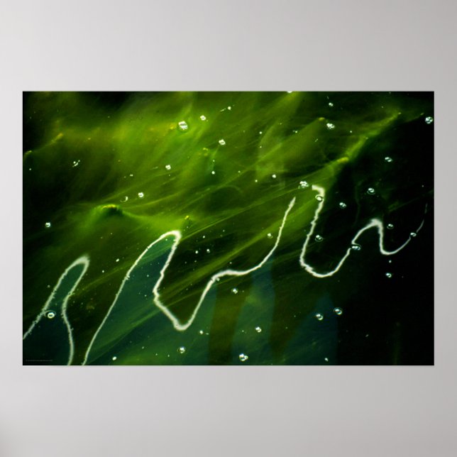 Grüne Algen und Wasserwapcn Poster (Vorne)