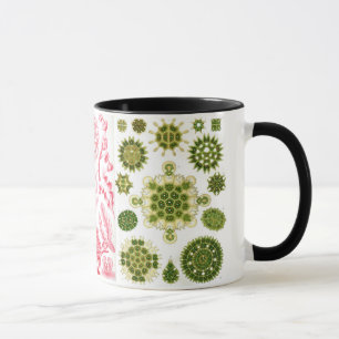 grüne Algen, verschieden, haeckel Tasse