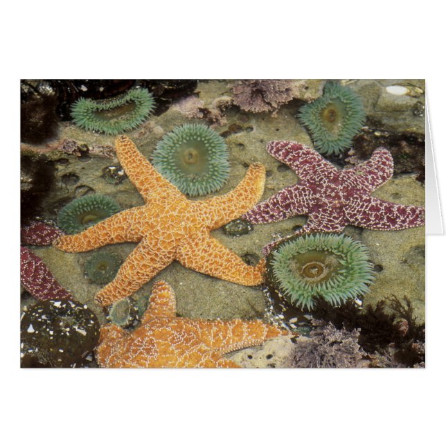 Grüne Anemone und ockerfarbene Meeressterne (Vorderseite (Horizontal))