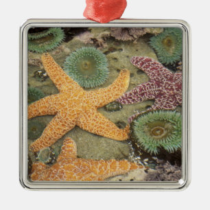 Grüne Anemone und ockerfarbene Meeressterne Silbernes Ornament