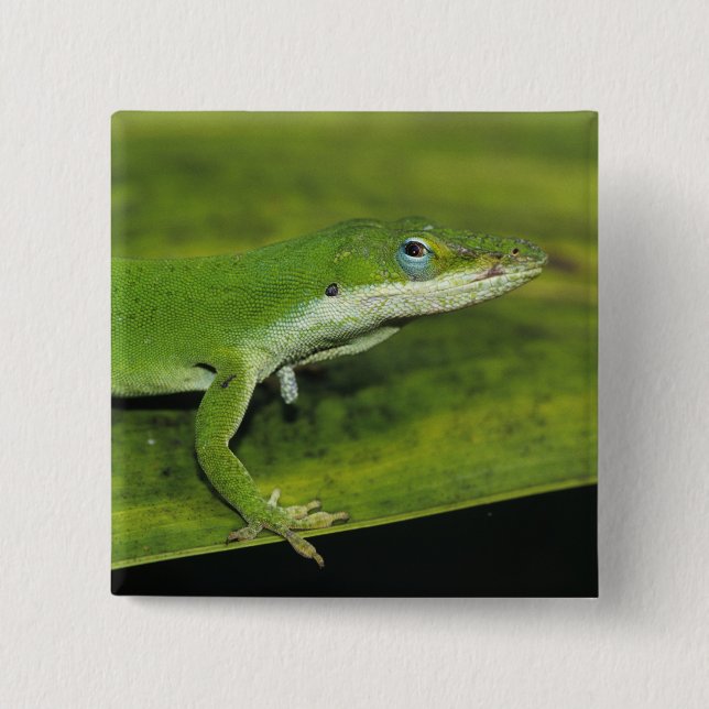 Grüne Anole, Anolis carolinensis, erwachsen auf Pa Button (Vorderseite)