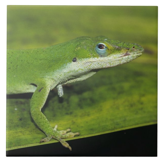 Grüne Anole, Anolis carolinensis, erwachsen auf Pa Fliese (Vorderseite)