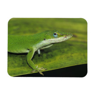 Grüne Anole, Anolis carolinensis, erwachsen auf Pa Magnet