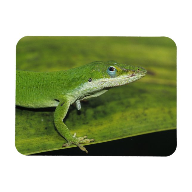 Grüne Anole, Anolis carolinensis, erwachsen auf Pa Magnet (Horizontal)