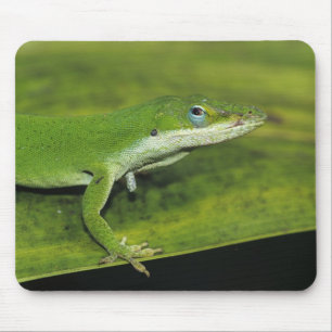 Grüne Anole, Anolis carolinensis, erwachsen auf Pa Mousepad