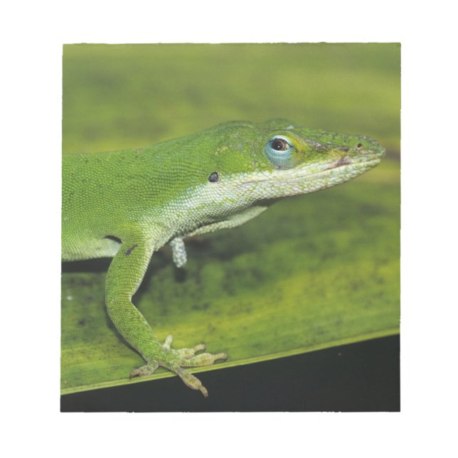 Grüne Anole, Anolis carolinensis, erwachsen auf Pa Notizblock (Vorderseite)