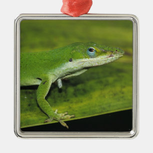 Grüne Anole, Anolis carolinensis, erwachsen auf Pa Ornament Aus Metall