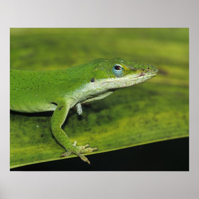 Grüne Anole, Anolis carolinensis, erwachsen auf Pa Poster (Vorne)