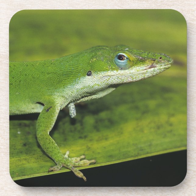 Grüne Anole, Anolis carolinensis, erwachsen auf Pa Untersetzer (Vorderseite)
