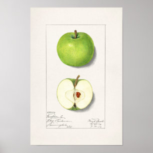 Grüne Äpfel (Malus Domestica) Poster