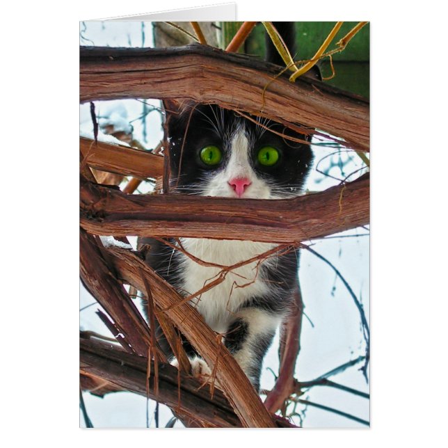 Grüne Augen (Vorne)