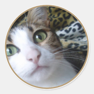 Grüne Augen der Katze - Rundaufkleber Runder Aufkleber