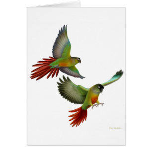 Grüne Backe Conures Karte