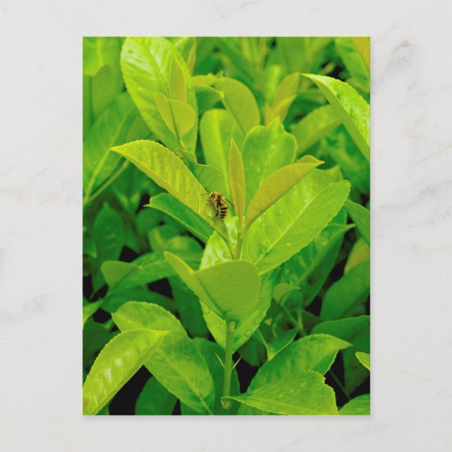 Grüne Biene Postkarte (Vorderseite)