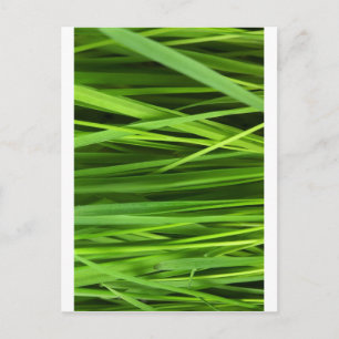 Grüne Blatt Kunst Postkarte