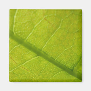 Grüne Blatt Naturfotografie Magnet