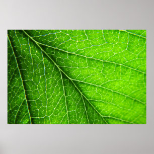 Grüne Blattbeschaffenheit Poster