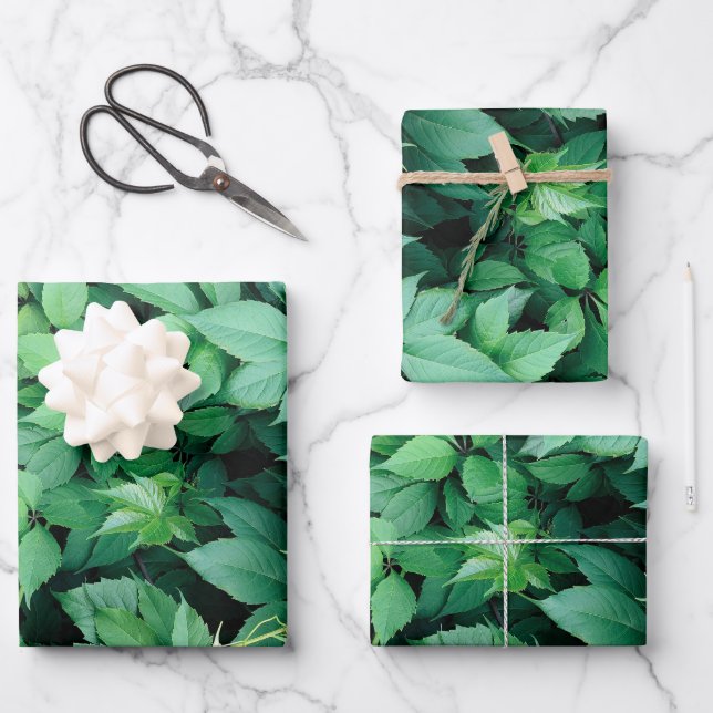 Grüne Blätter (Vorderseite)