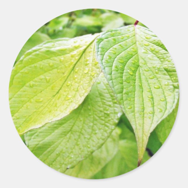 Grüne Blätter auf Baum Runder Aufkleber (Vorderseite)