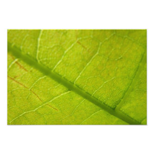 Grüne Blätter Botanische Naturfotografie Fotodruck