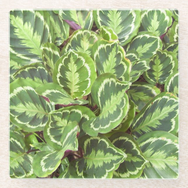 Grüne Blätter Glasuntersetzer (Vorderseite)