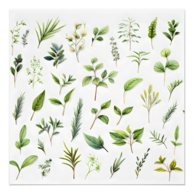 Grüne Blätter Herbarium Fotodruck (Vorne)