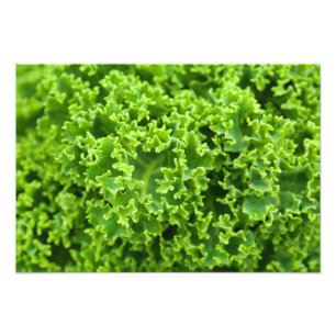 Grüne Blätter, Hintergrund, Blätter, Blätter, Blät Fotodruck