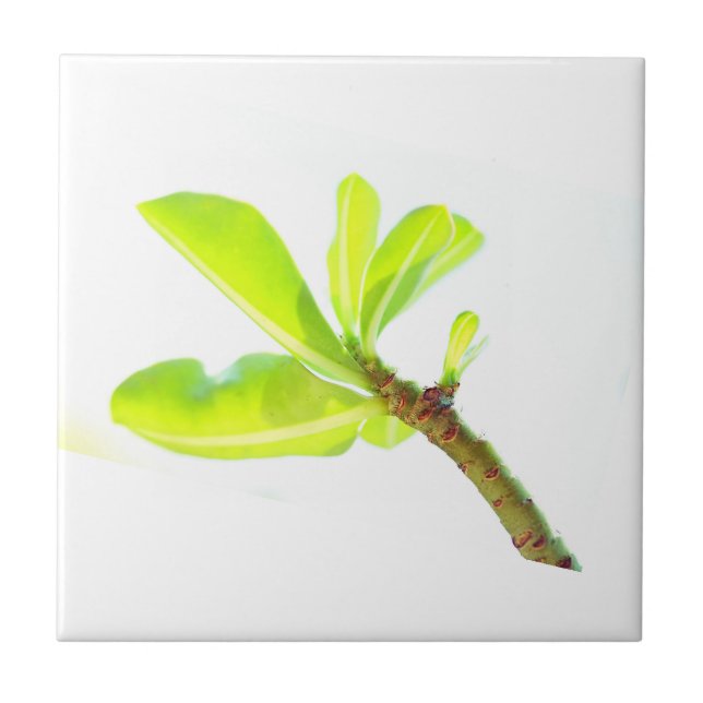 Grüne Blätter Kudu Lily Nature Feel Fliese (Vorderseite)