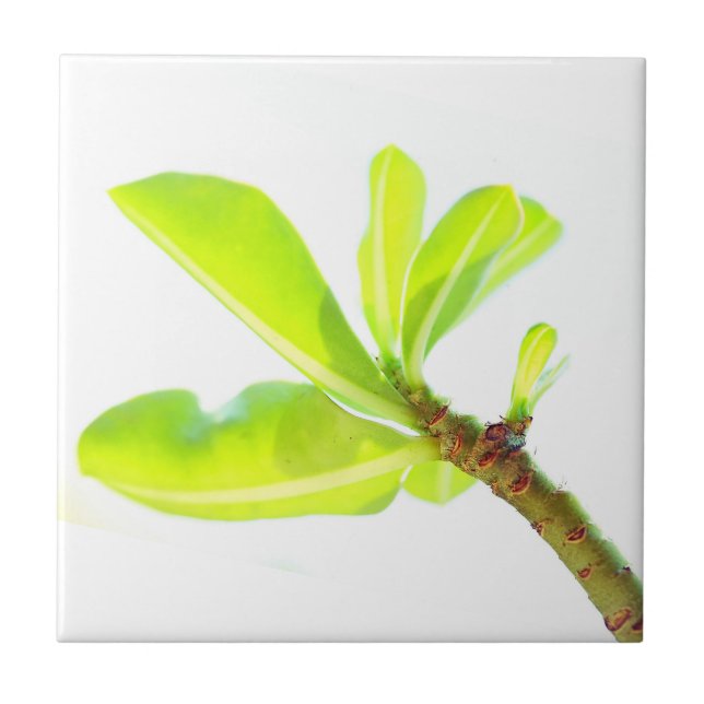 Grüne Blätter Kudu Lily Nature Feel Fliese (Vorderseite)