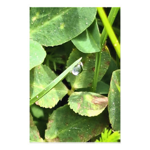 Grüne Blätter Rumänien - Botanische Blätterwandkun Fotodruck
