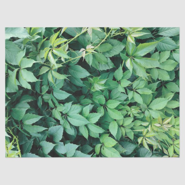 Grüne Blätter Seidenpapier (Vorderseite)