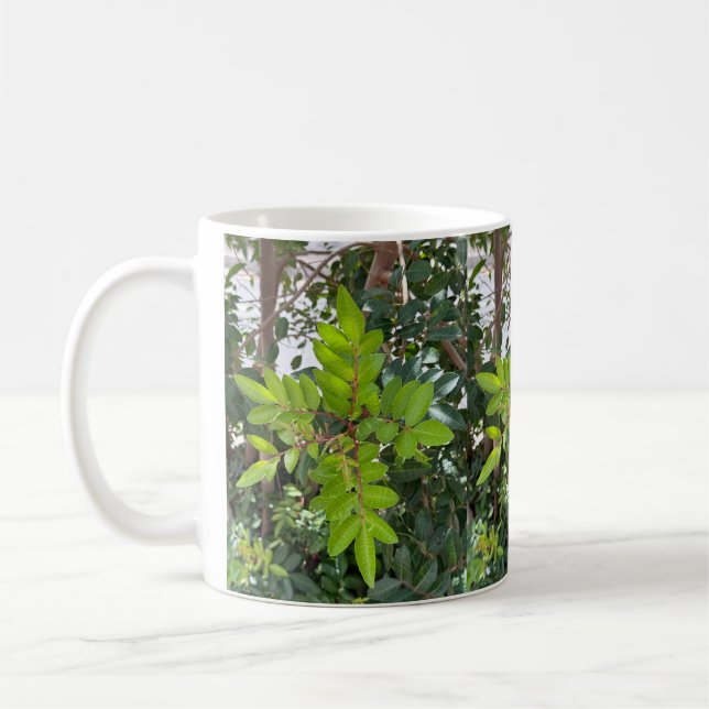 Grüne Blätter Tasse - Botanisches Foto aus Tenerif (Links)