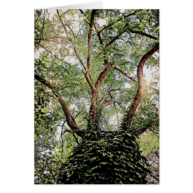 Grüne Blätter überall (Vorne)