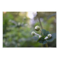 Grüne Blume Bud Garden Naturfotografie Florenz