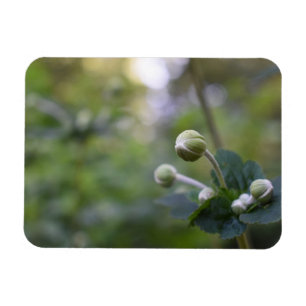 Grüne Blume Bud Garden Naturfotografie Florenz Magnet